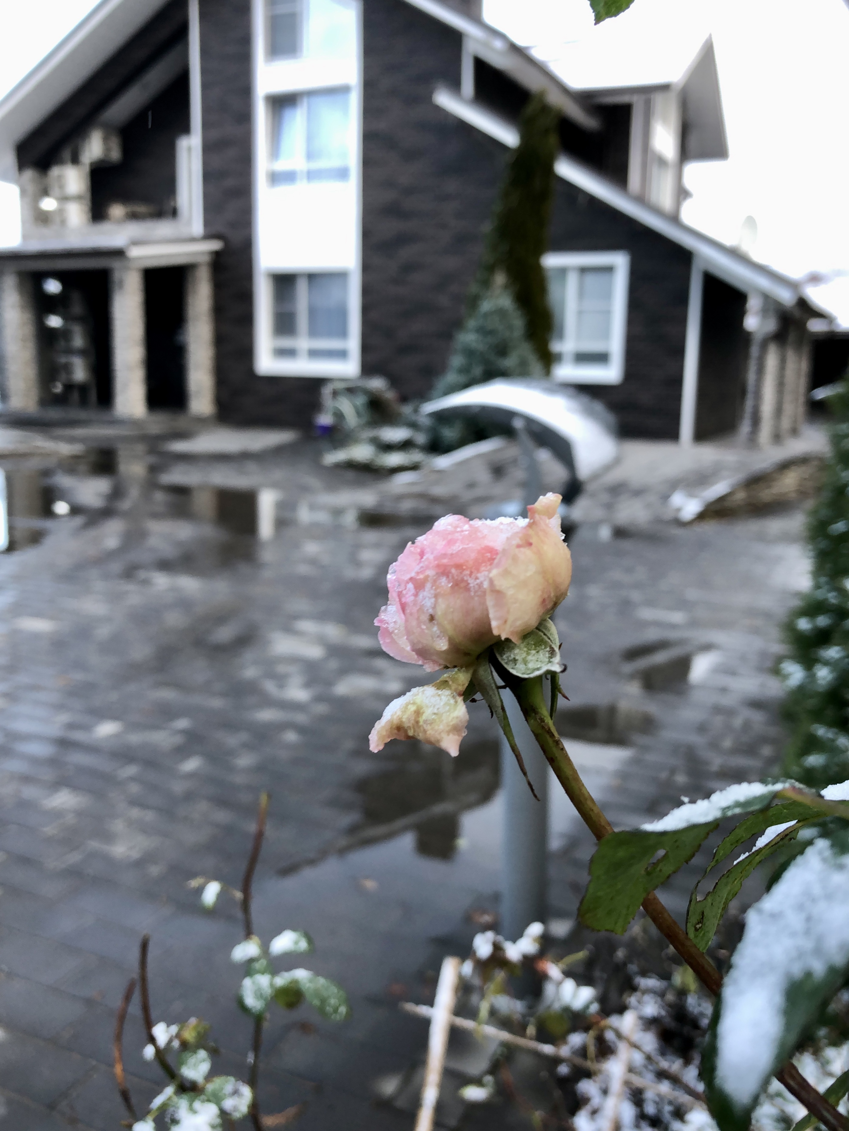 Фото Николин парк