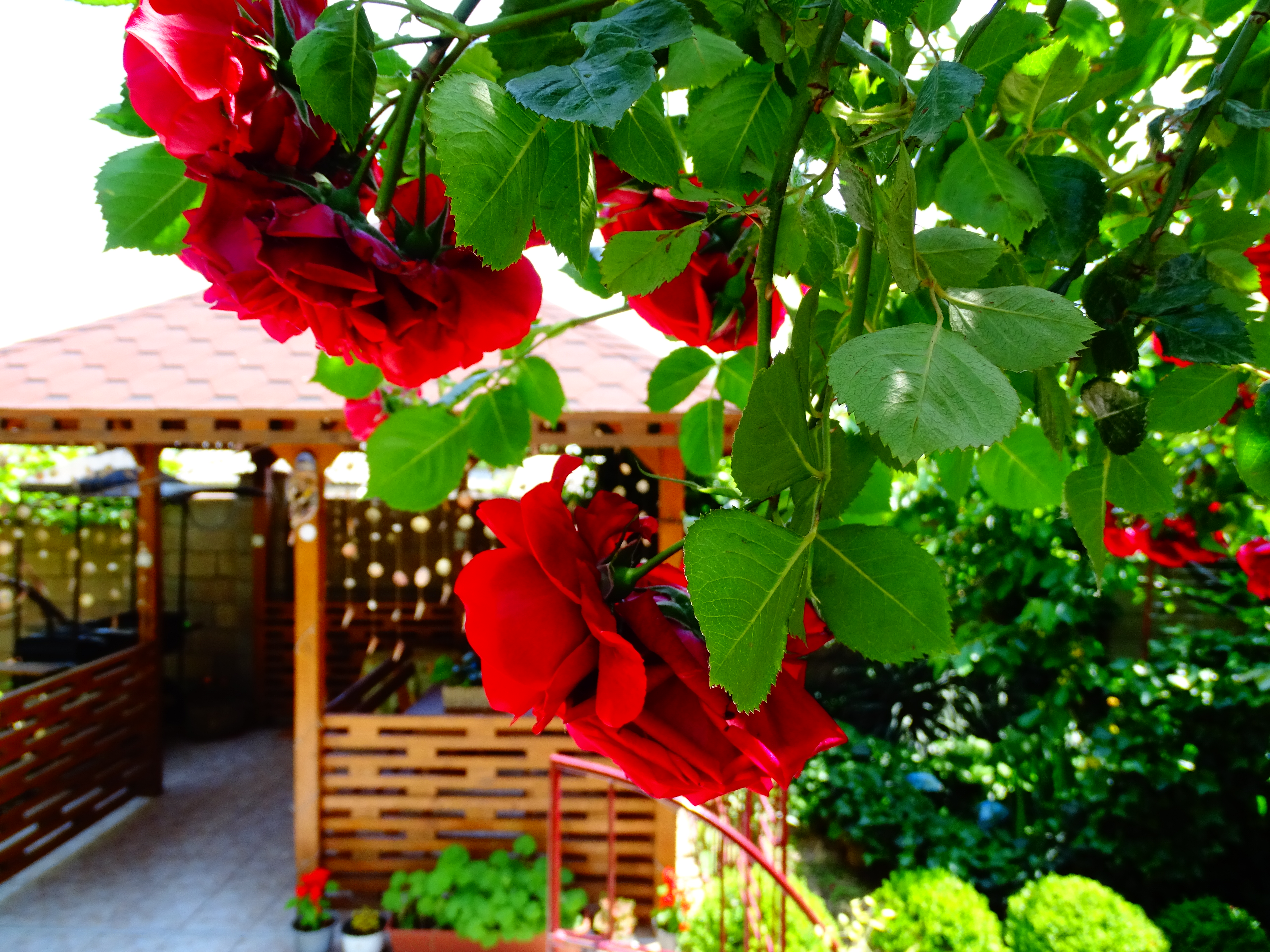 Фото Резиденция лета