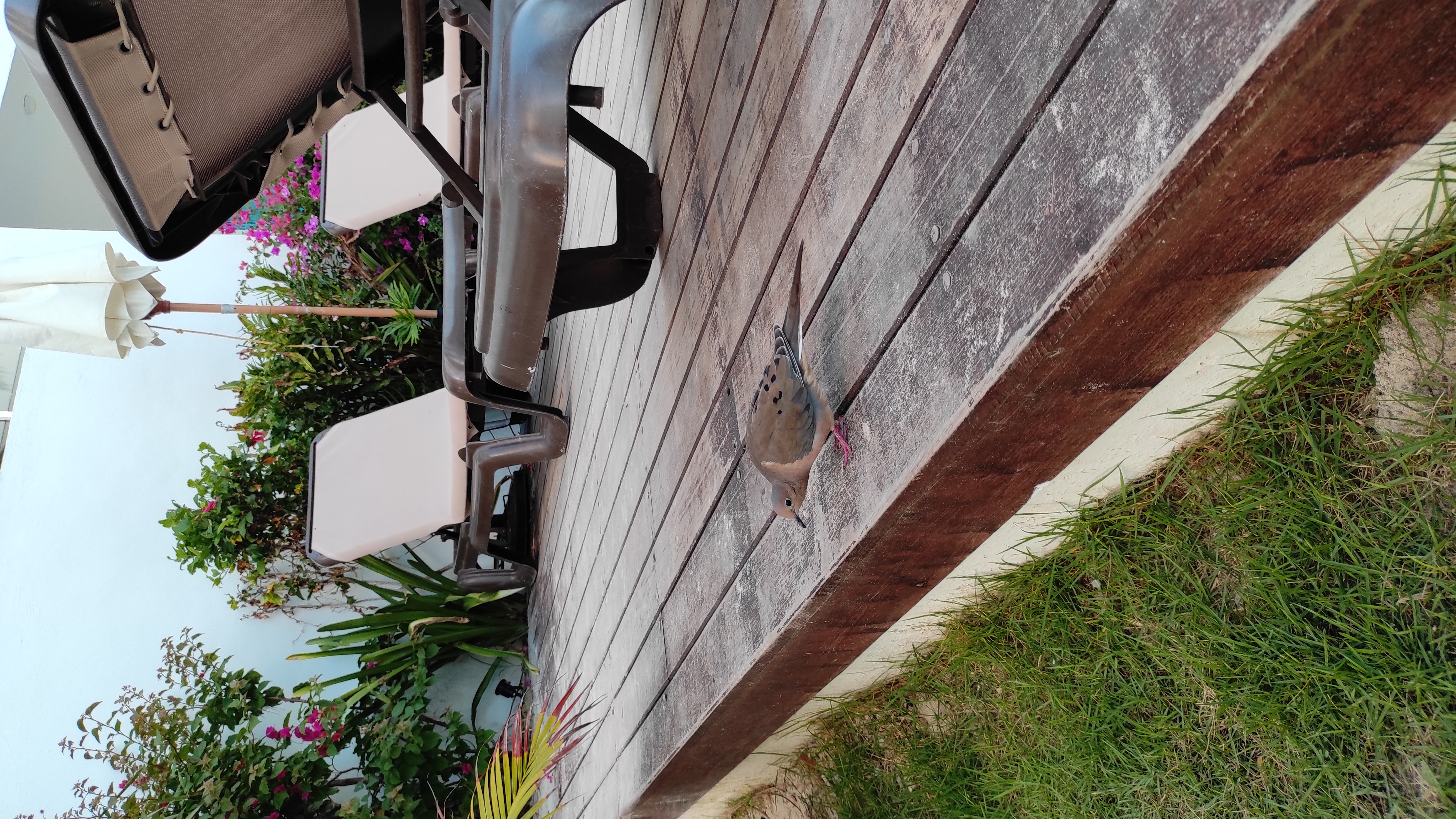 Фото Whala Bavaro