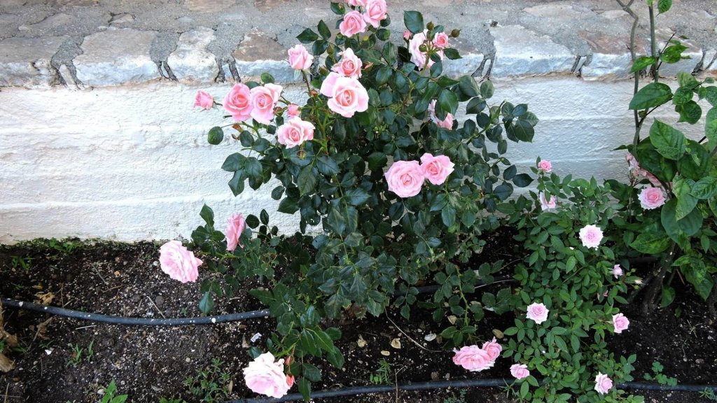 Фото Alkionides Seaside Apartments