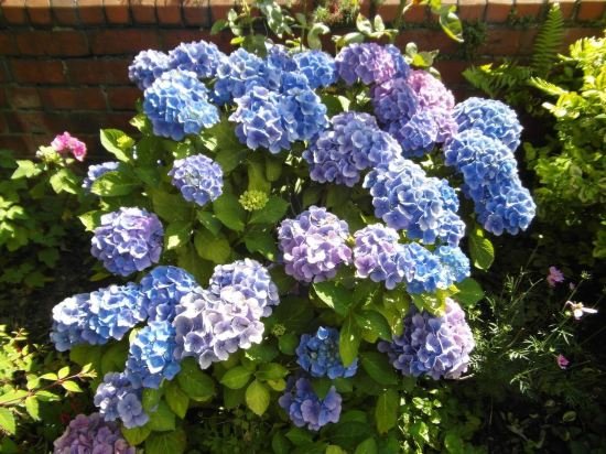 Фото Anton Guest House B&b