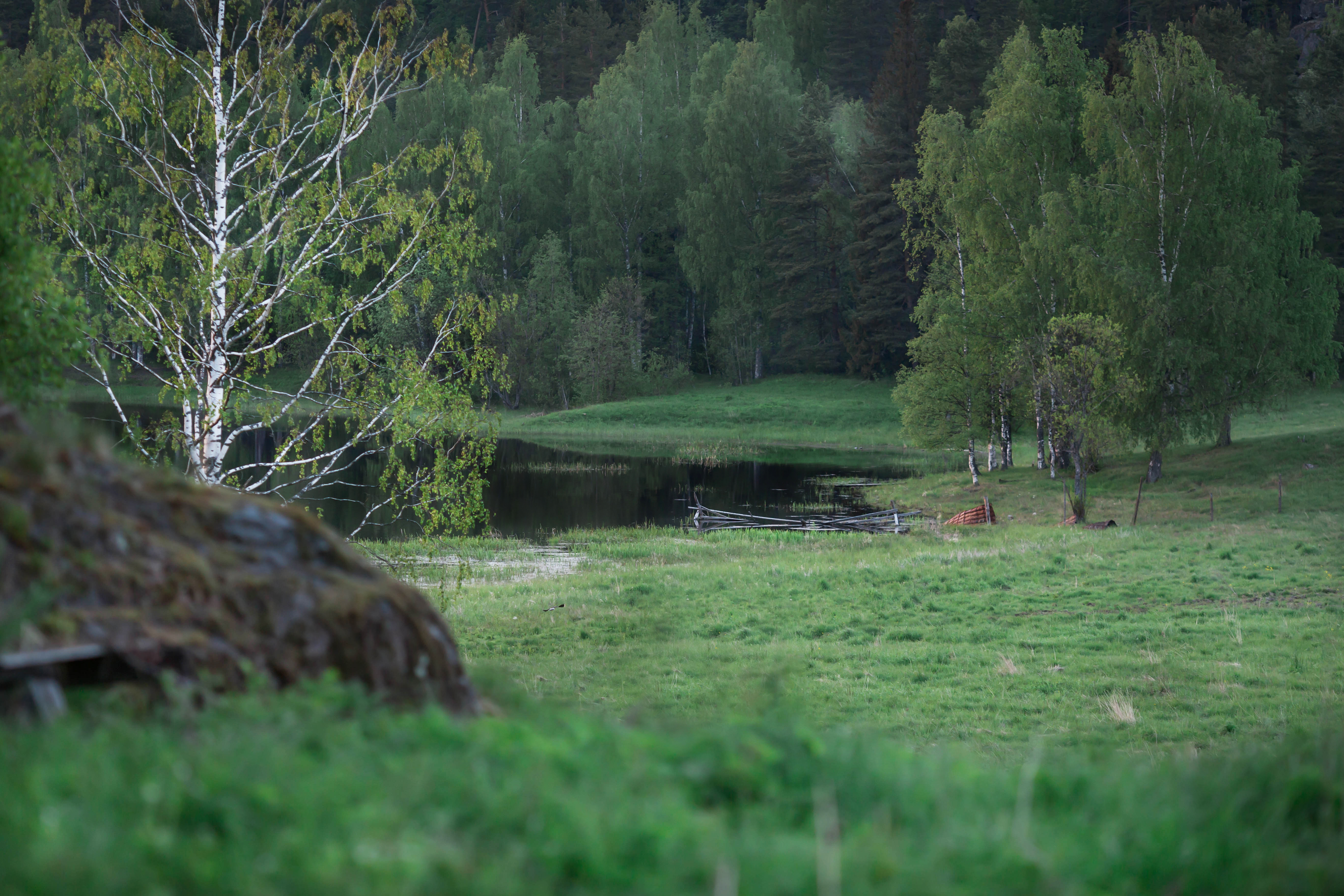 Фото Смородина