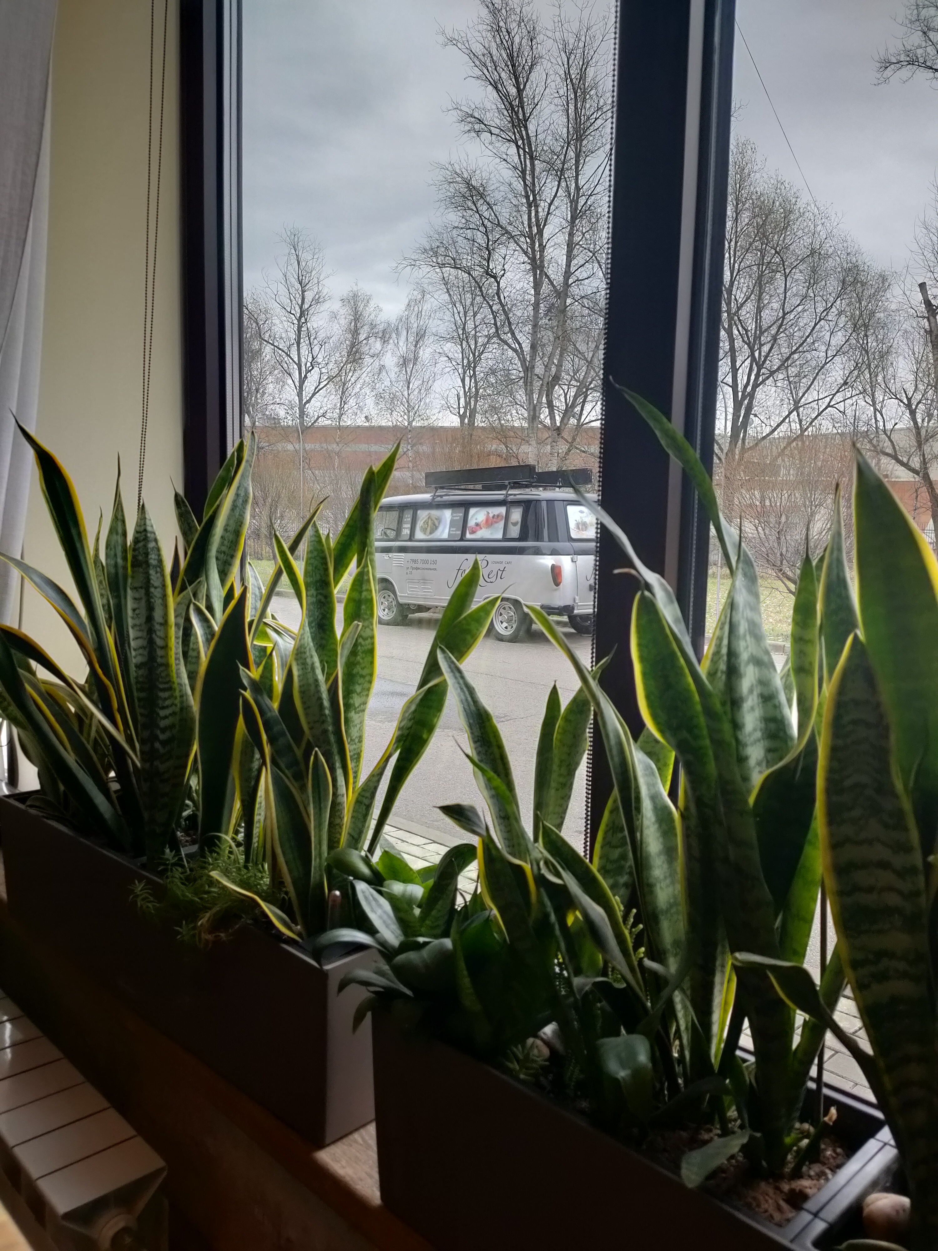 Фото Princess Frog