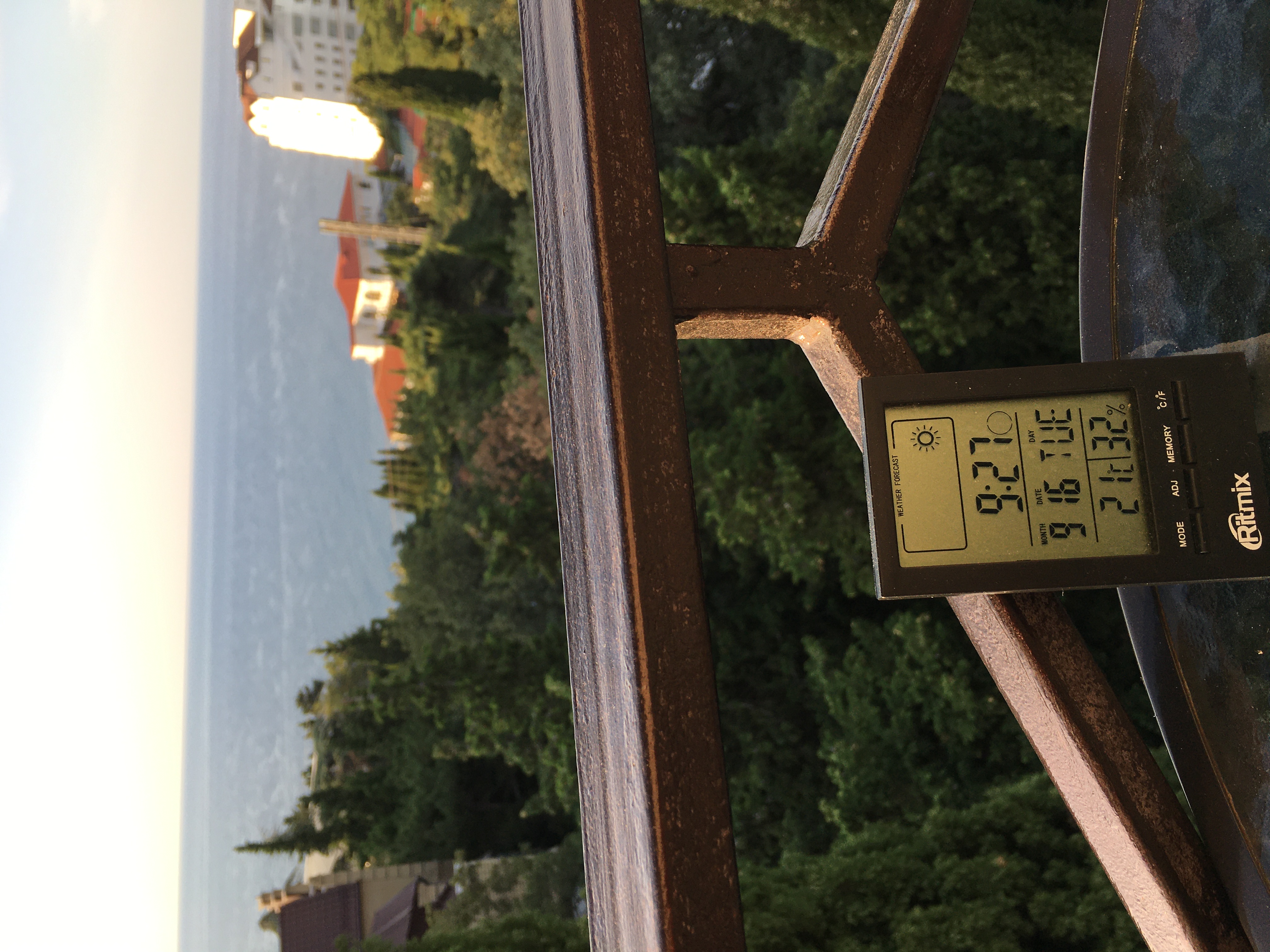 Фото Пальма