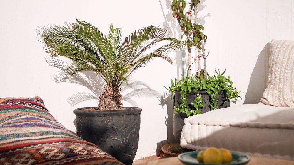 Фото Riad Signature