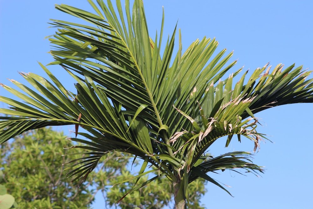 Фото Annidas Sambuya