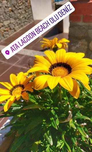 Фото Ata Lagoon Beach Hotel