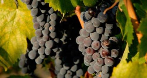 Фото Hotel Carol