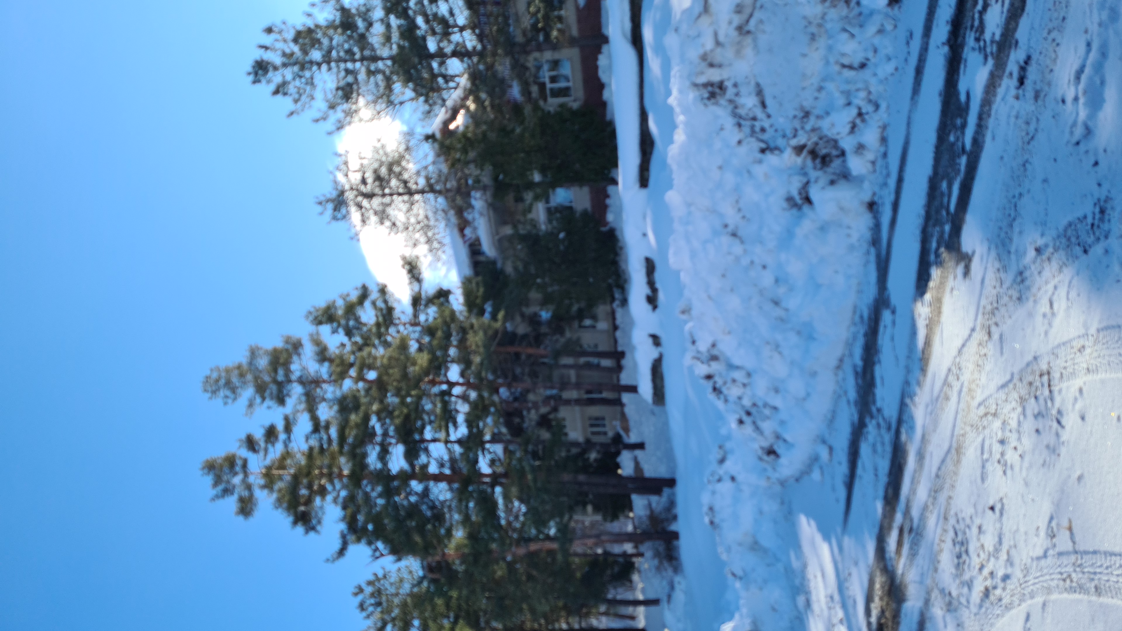 Фото Берёзка