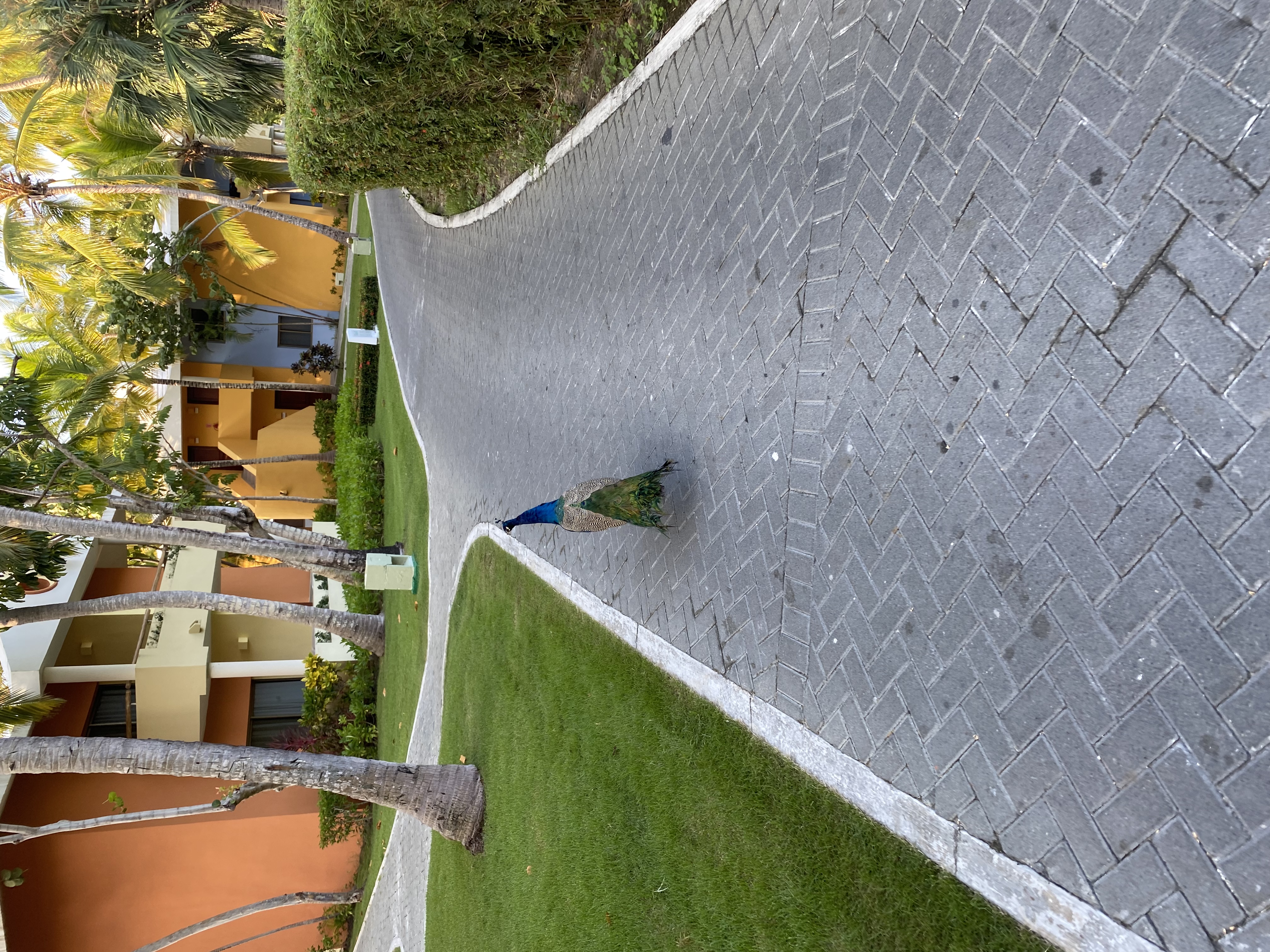 Фото Iberostar Selection Bavaro Suites