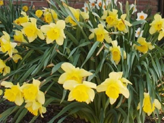 Фото Meadow Court Inn