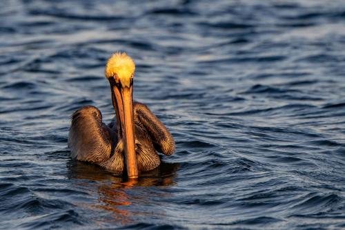 Фото Marina Inn & Suites Chalmette