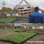 Tomberry (poselok Kuzovlevo, Kuzovlevskoye teplichnoye khozyaystvo, 19), plant nursery