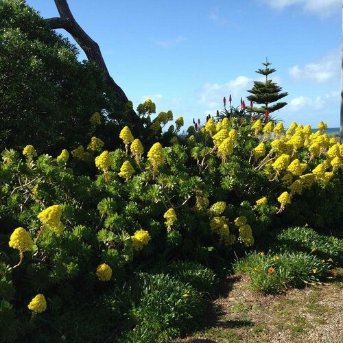 Гостиница Yelki by the Sea B&b в Южной Австралии