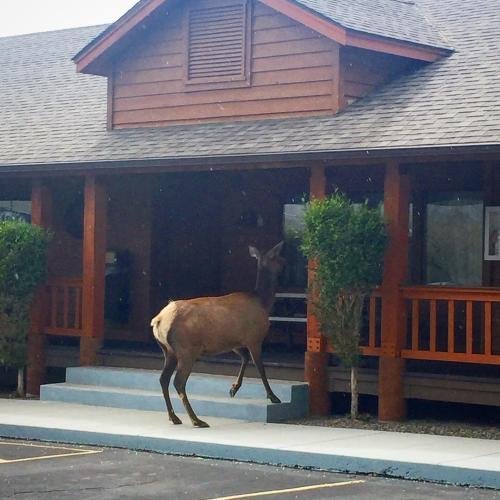 Фото Yellowstone Village Inn and Suites