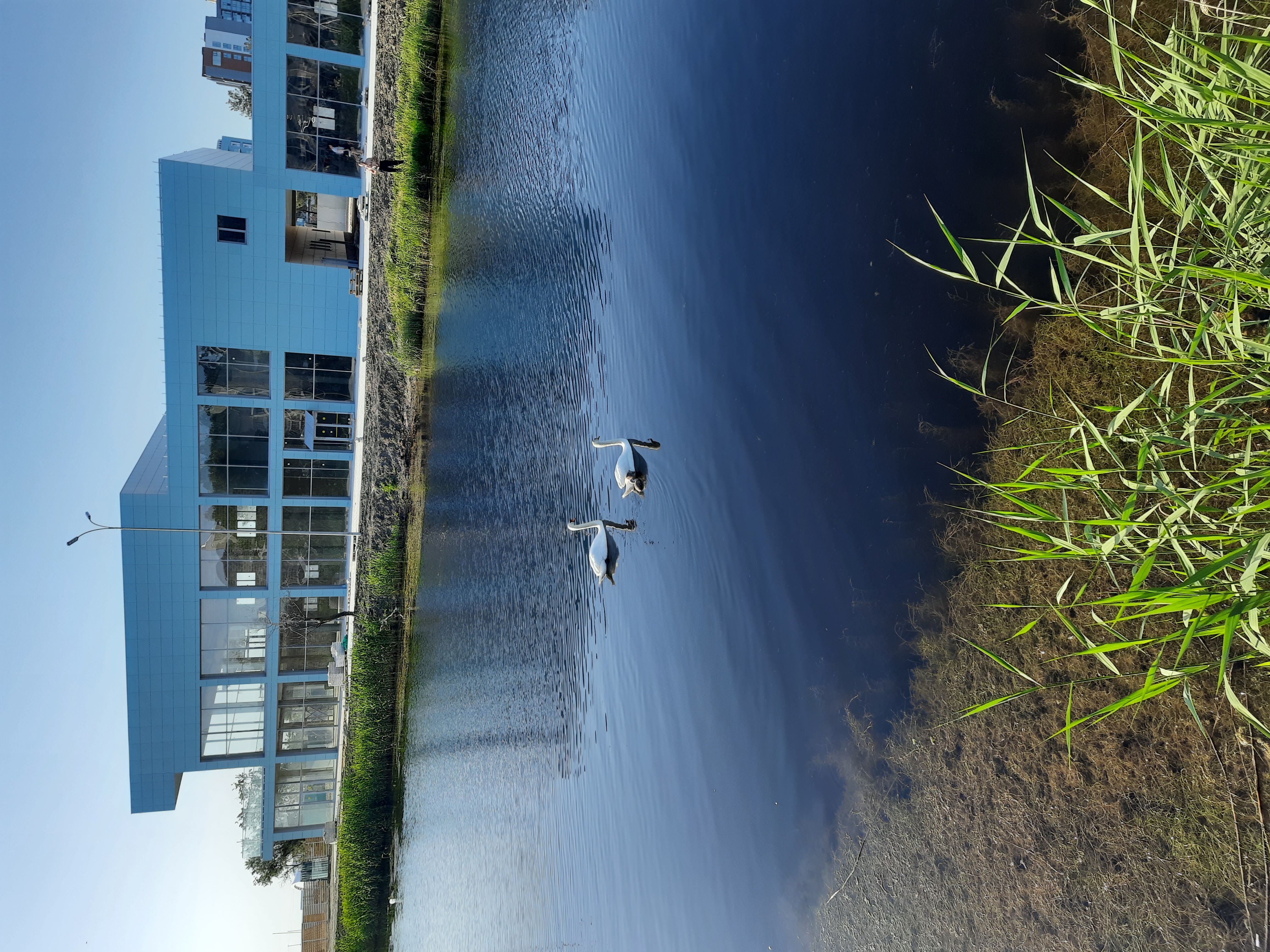 Фото Афалина