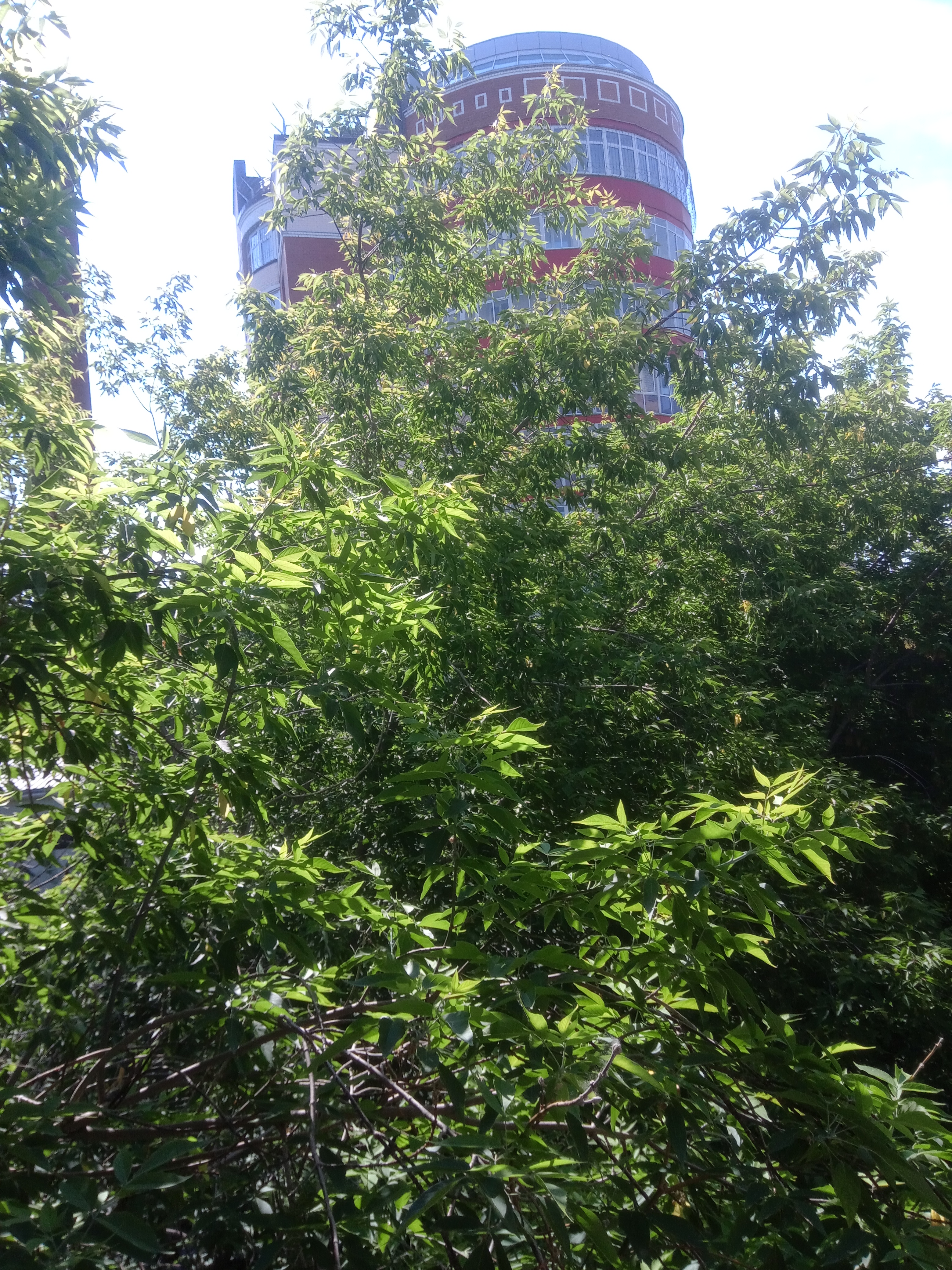 Фото Ловец снов