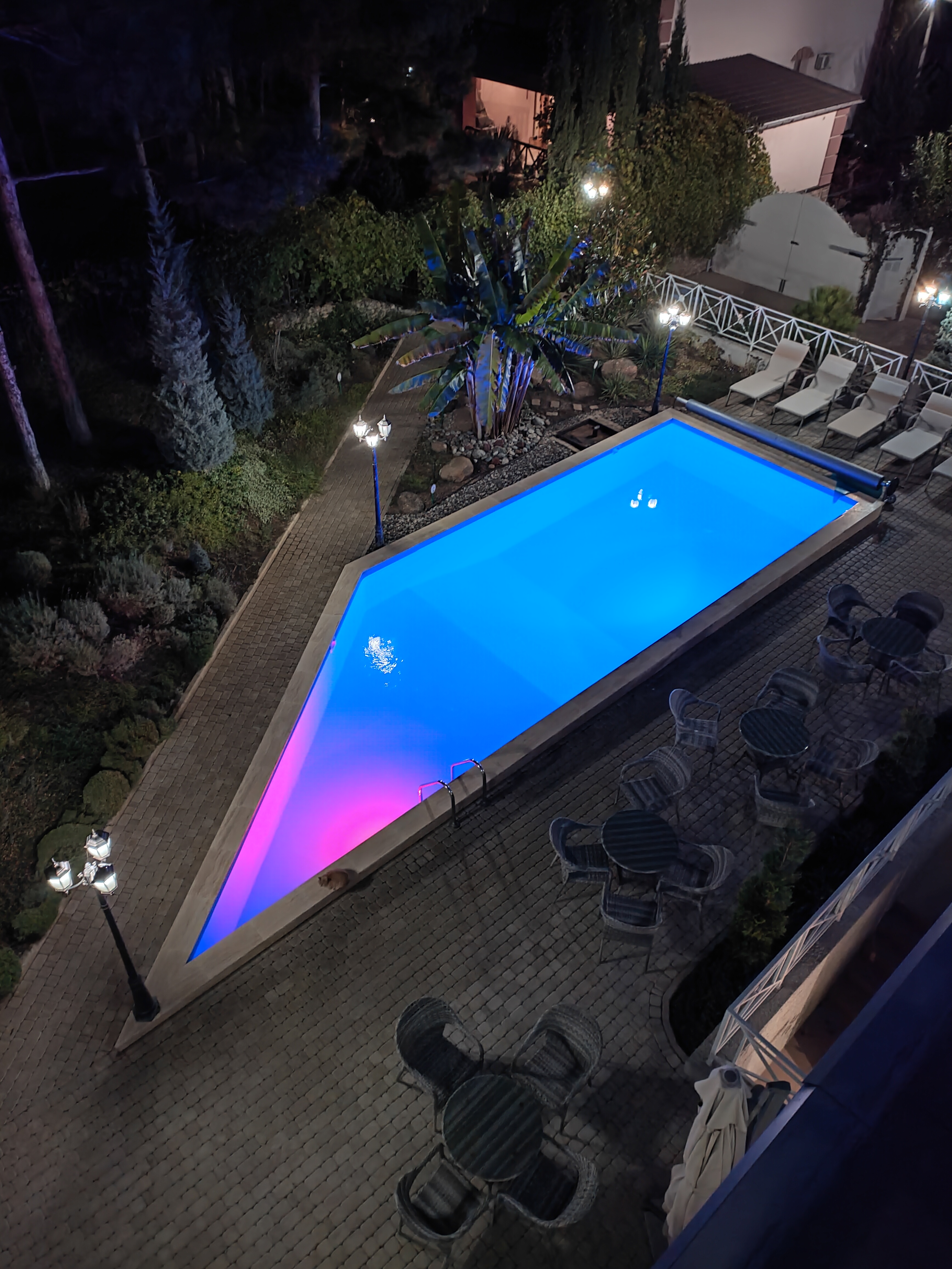 Фото Розмарин