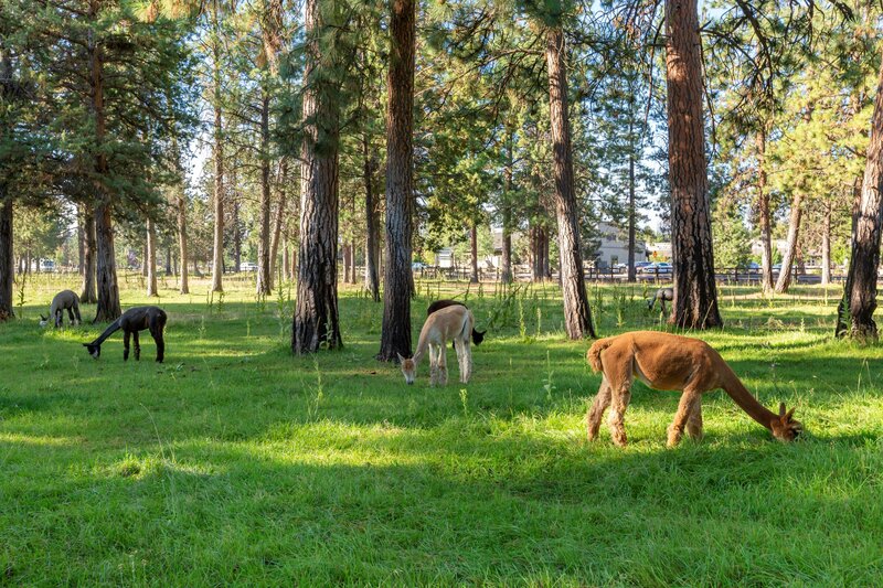 Гостиница Best Western Ponderosa Lodge