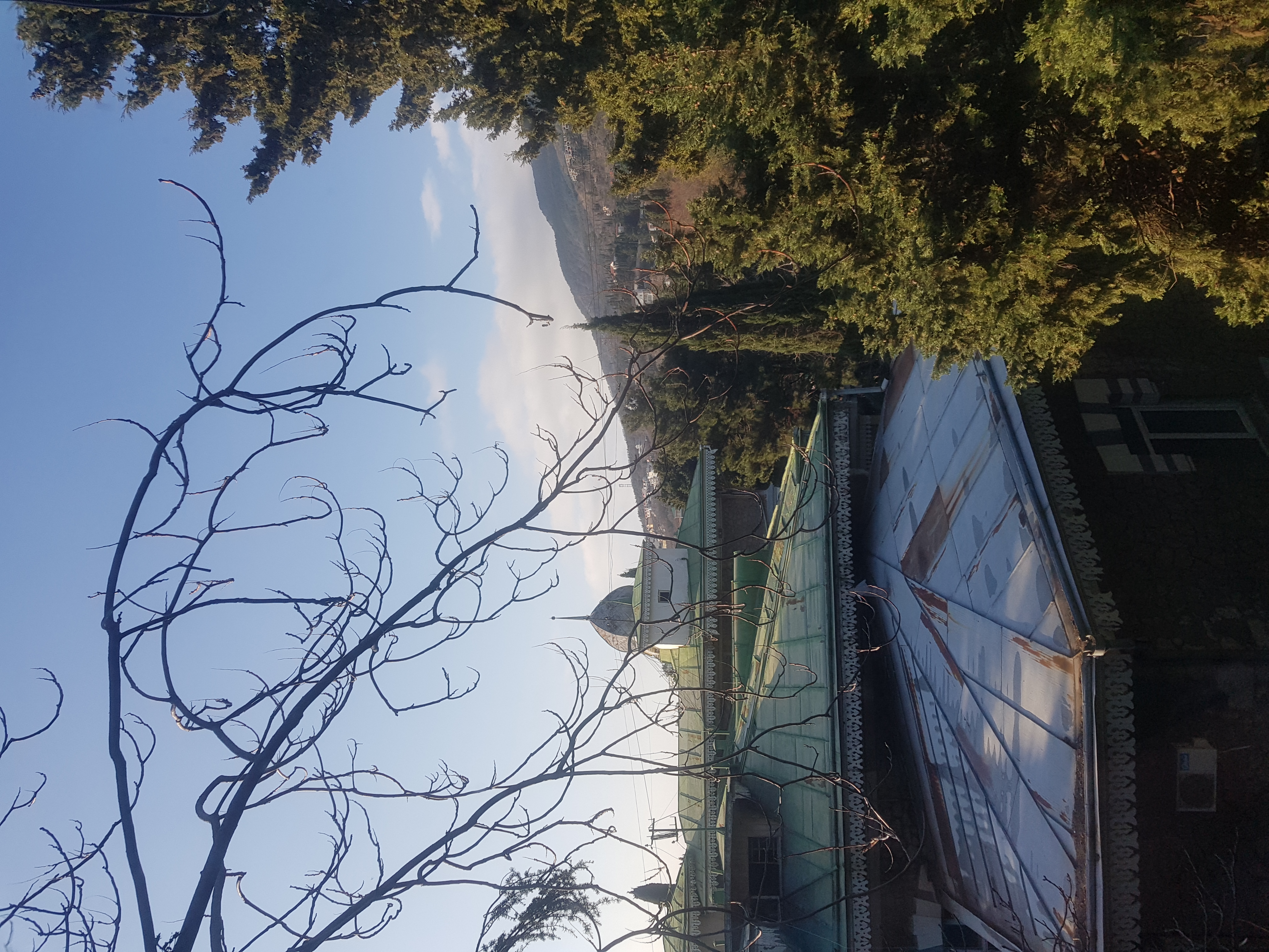 Фото Лилия-1