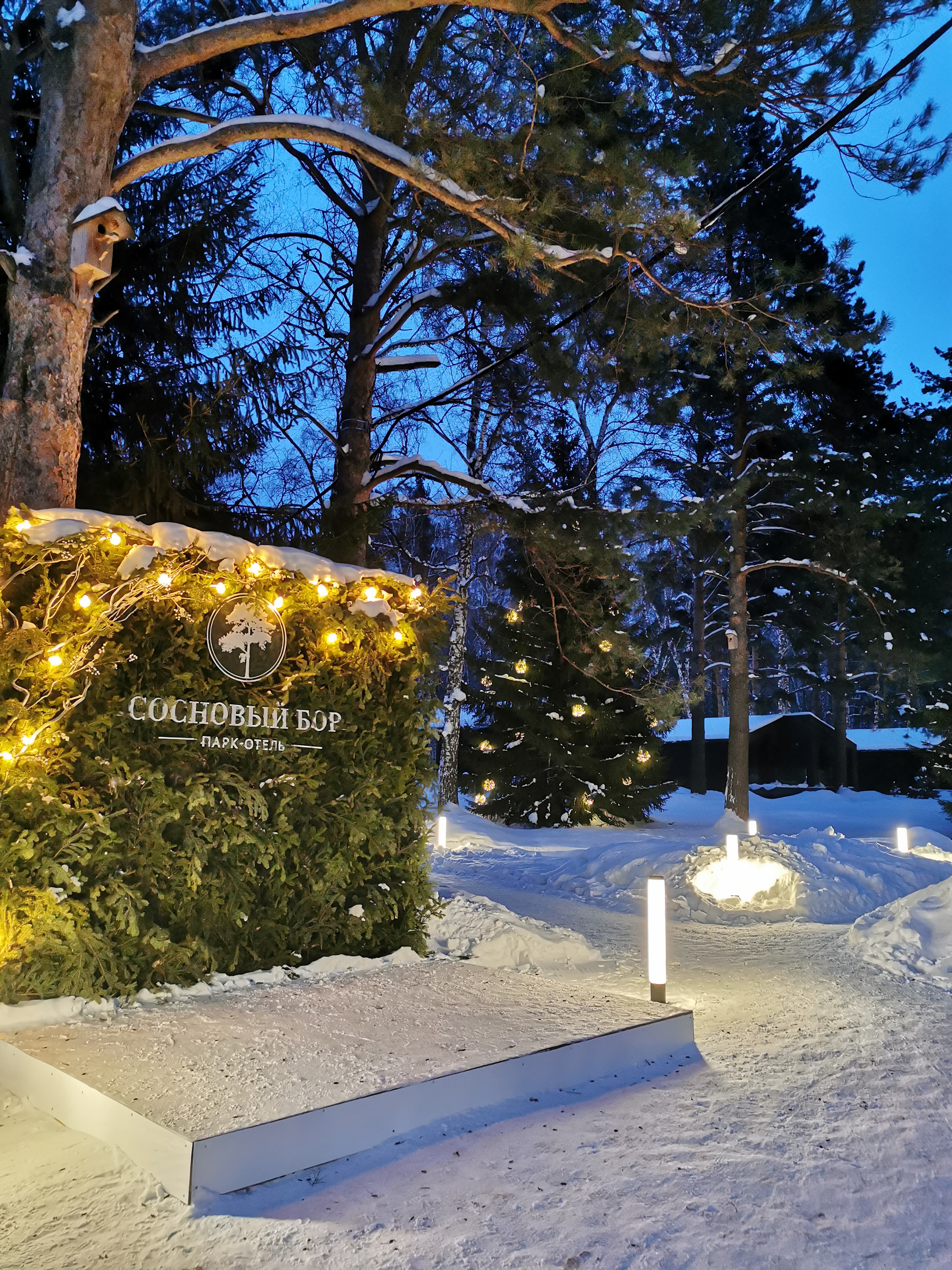 Фото Сосновый бор