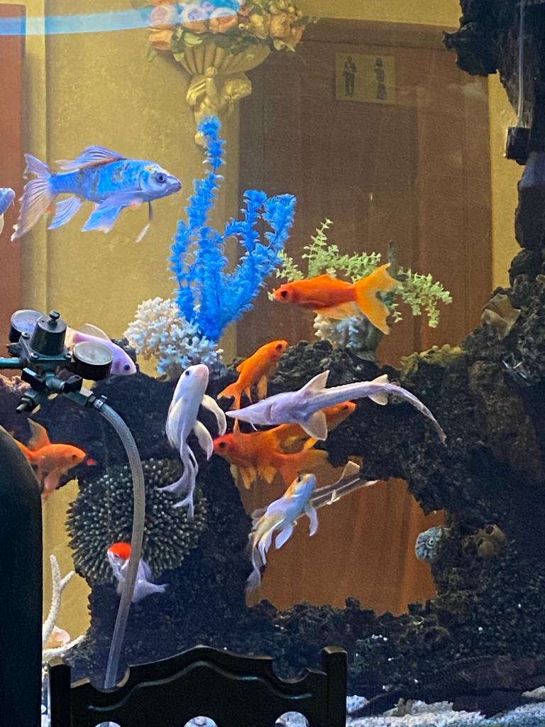 Фото Женева