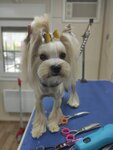 Бублик (mikrorayon Flegontova, Demokraticheskiy pereulok, 30), pet salon