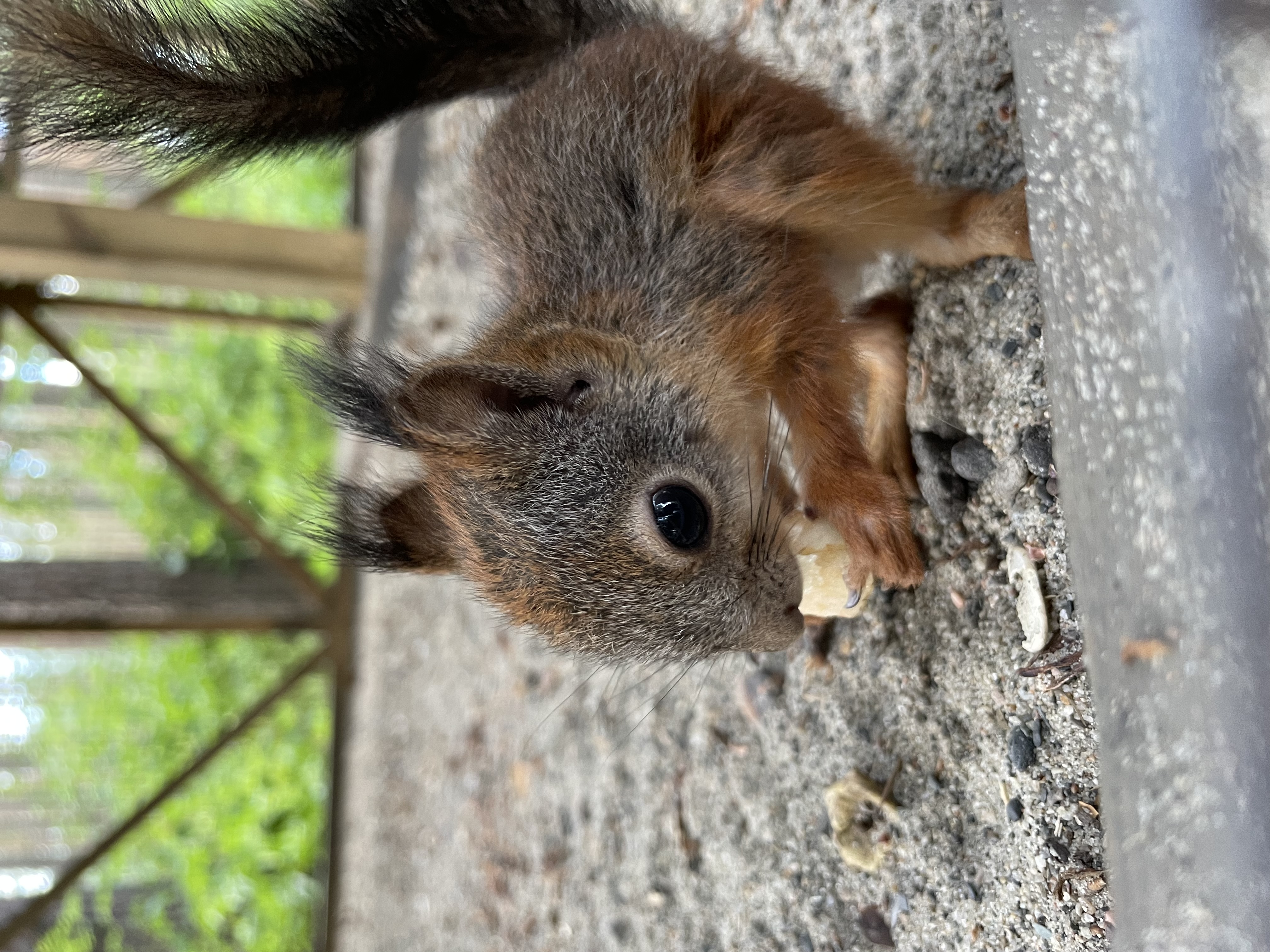 Фото Сандал