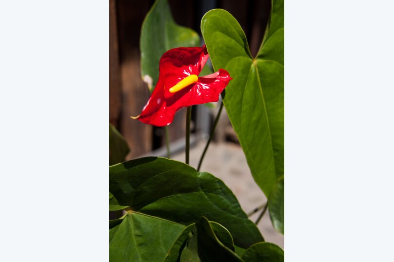 Фото Любовь и голуби