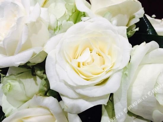 Фото La Principessa Hotel Centro Congressi