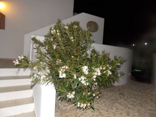 Фото LavaRock Villa