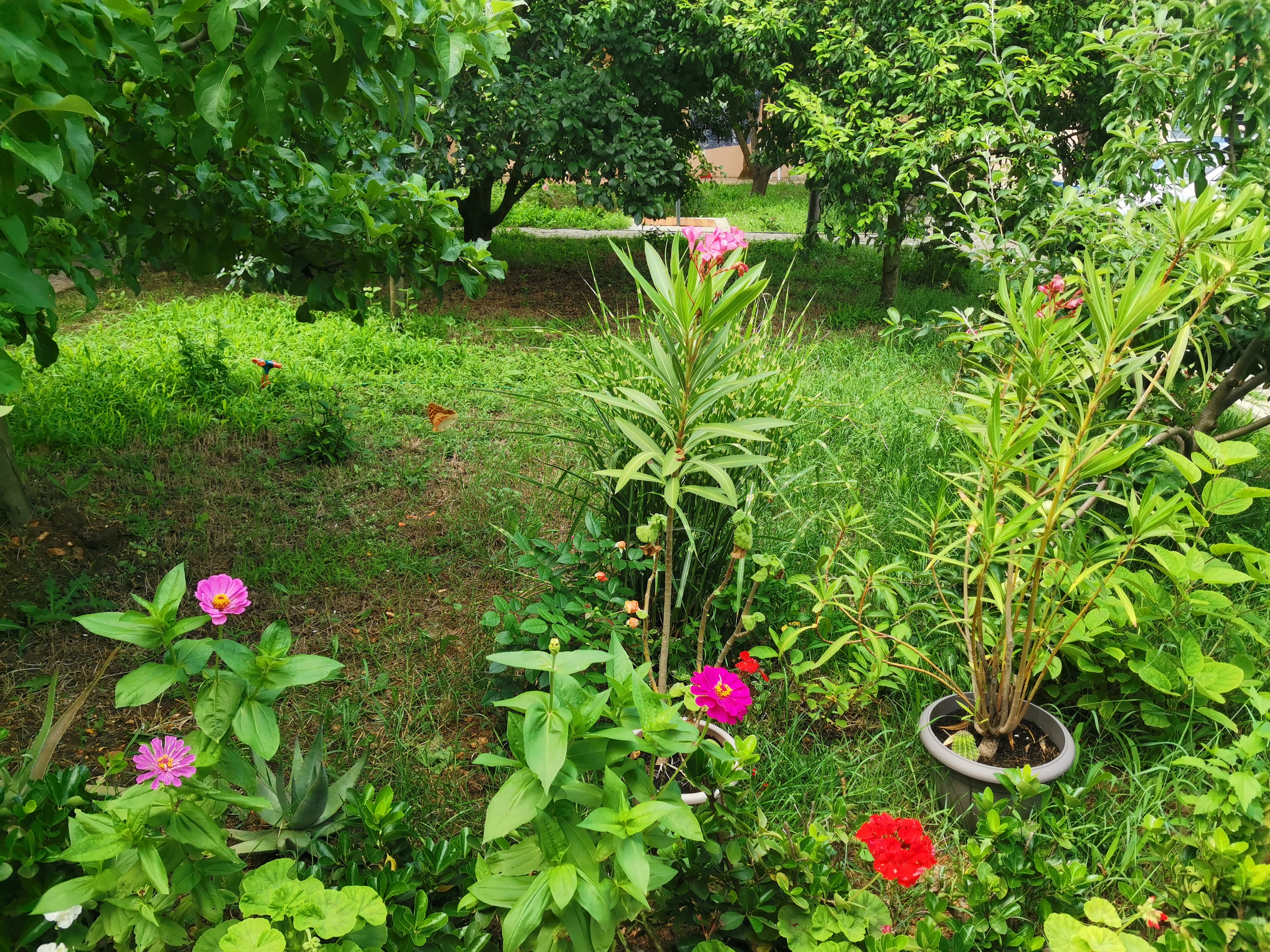 Фото Лонисера