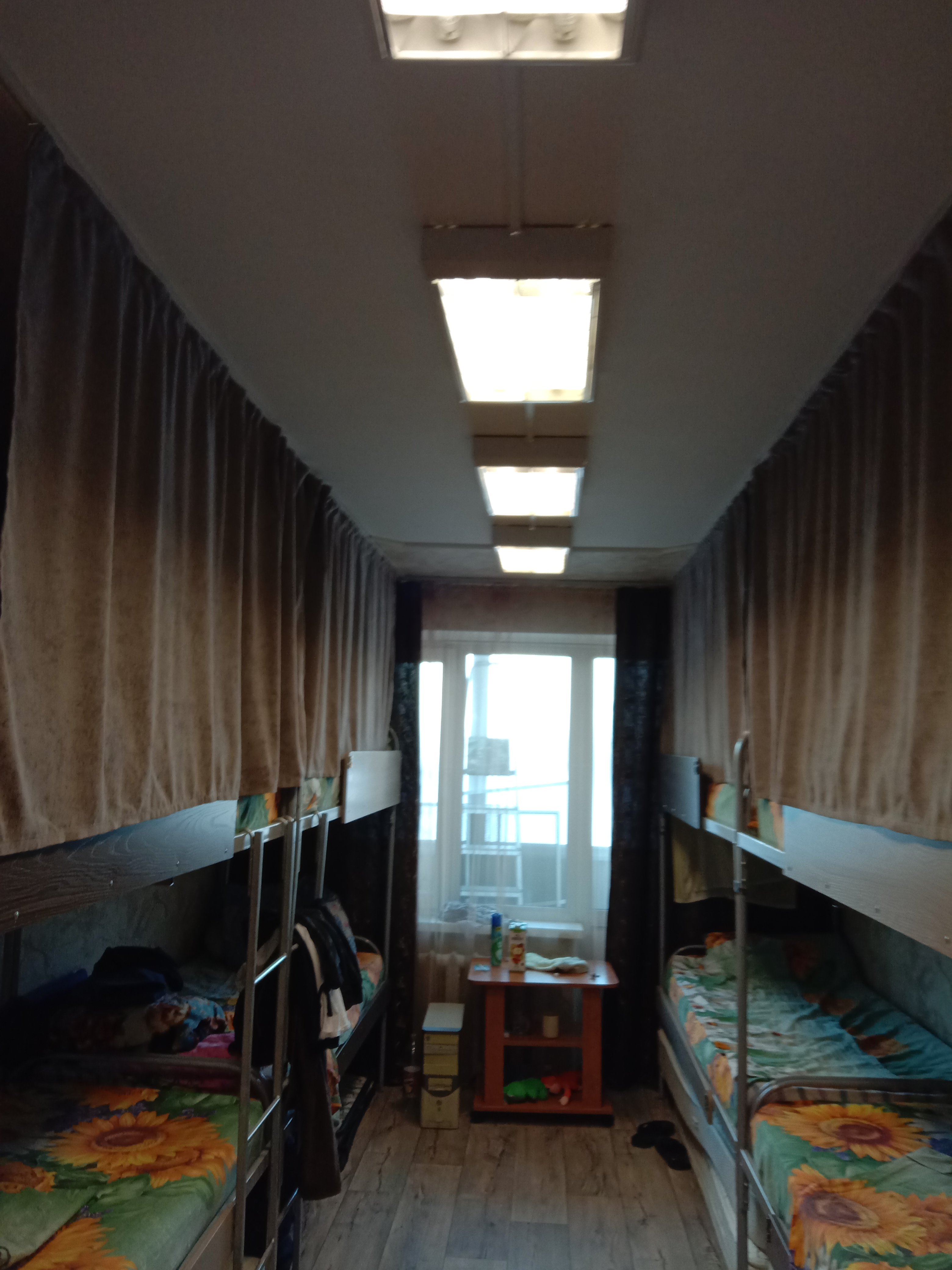 Фото Подсолнух