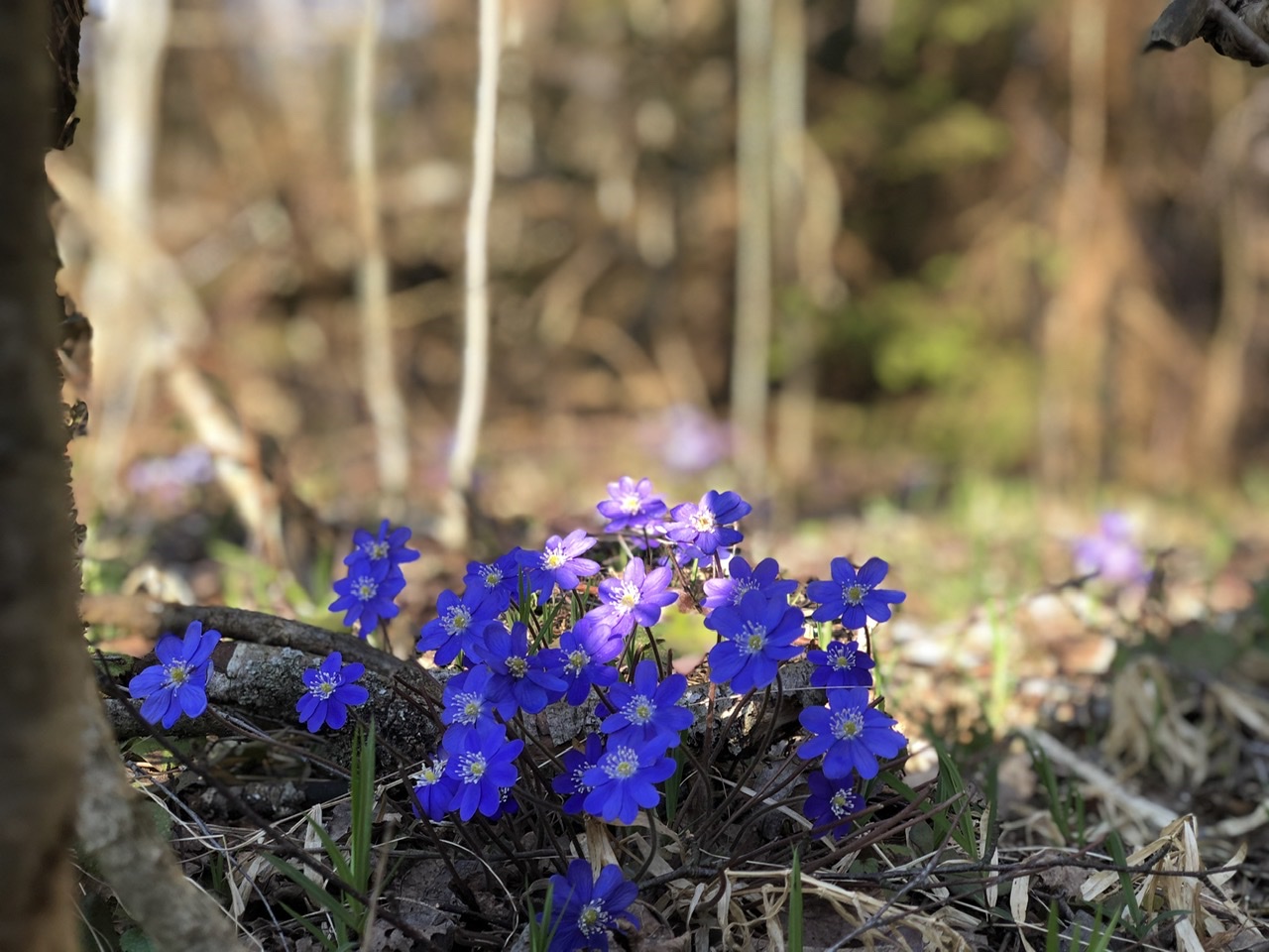 Фото Бобровая хата