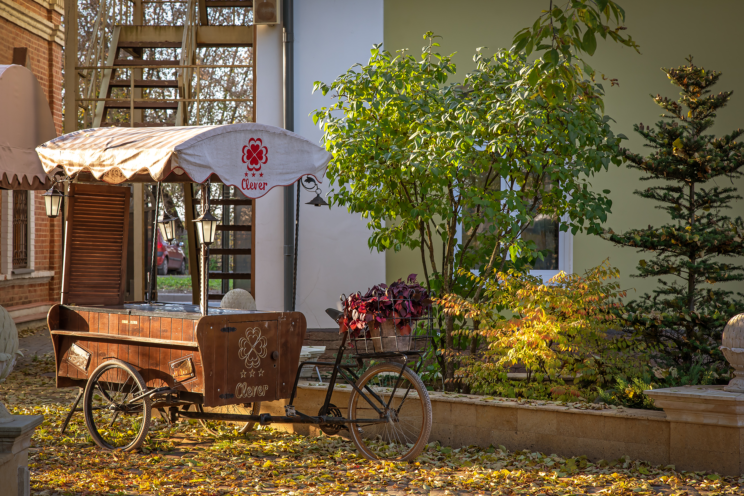 Фото Клевер