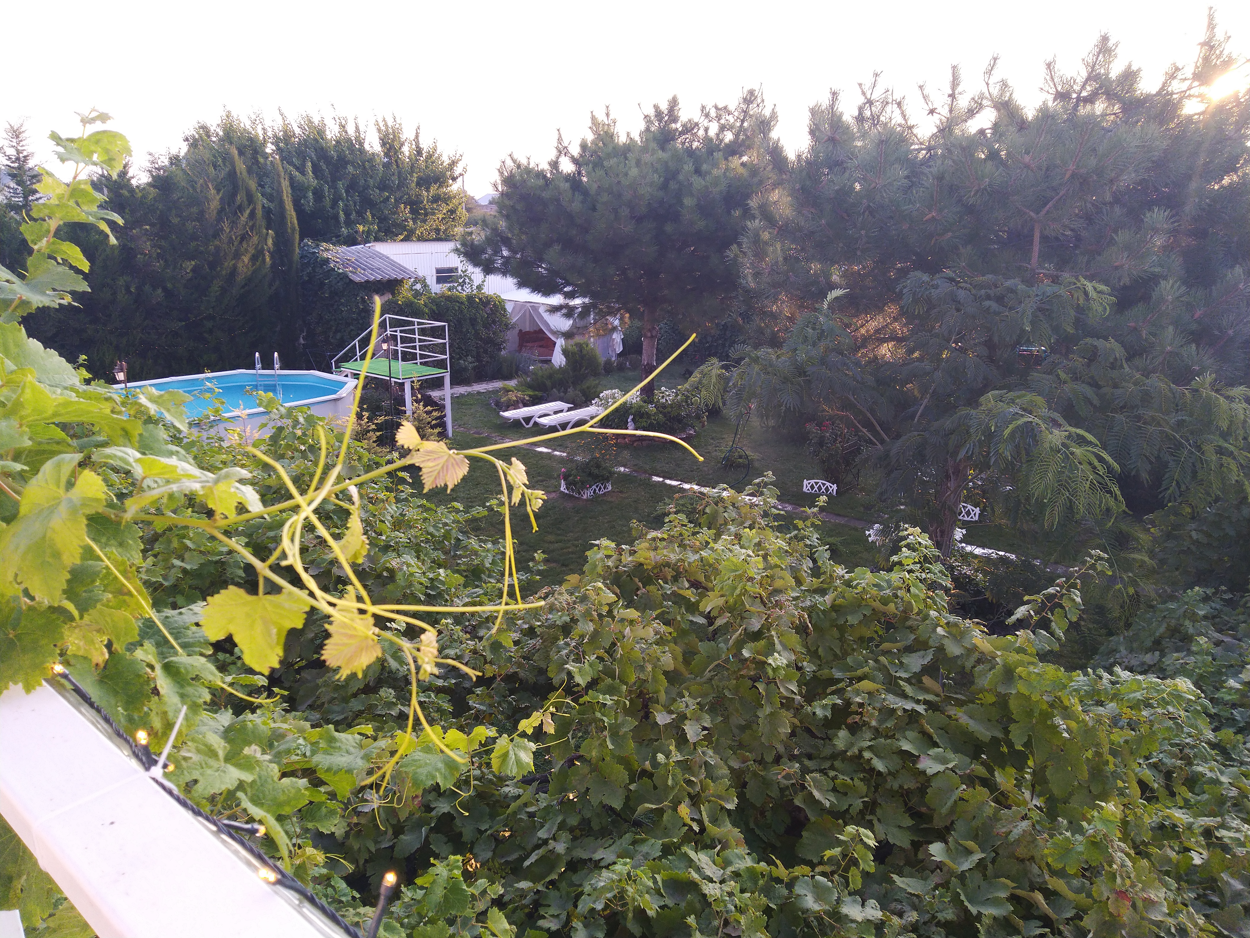 Фото Ивушка