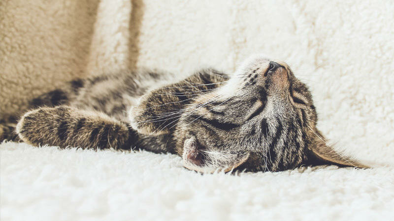 Veterinary clinic Narvik Dyreklinikk, Nordland, photo