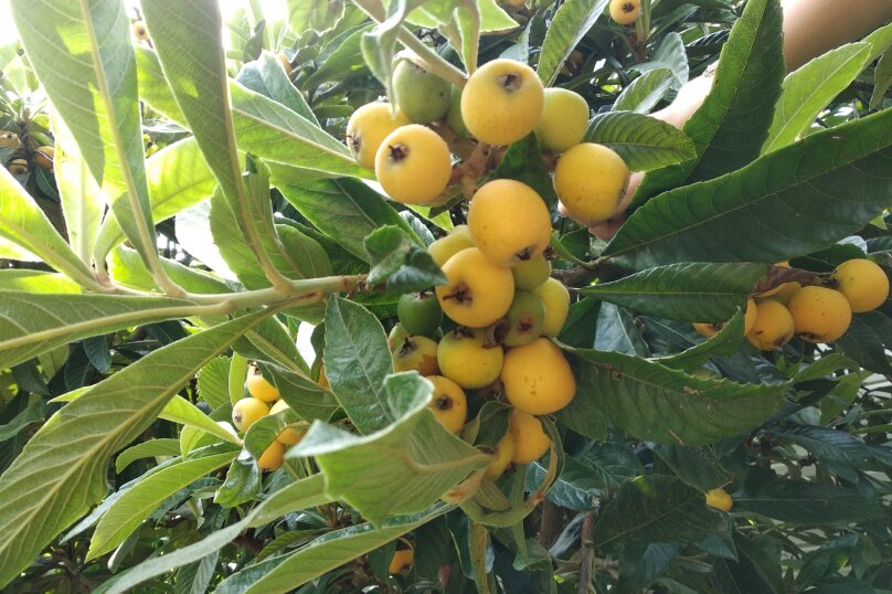 Фото Гостевой дом Ростовский дворик