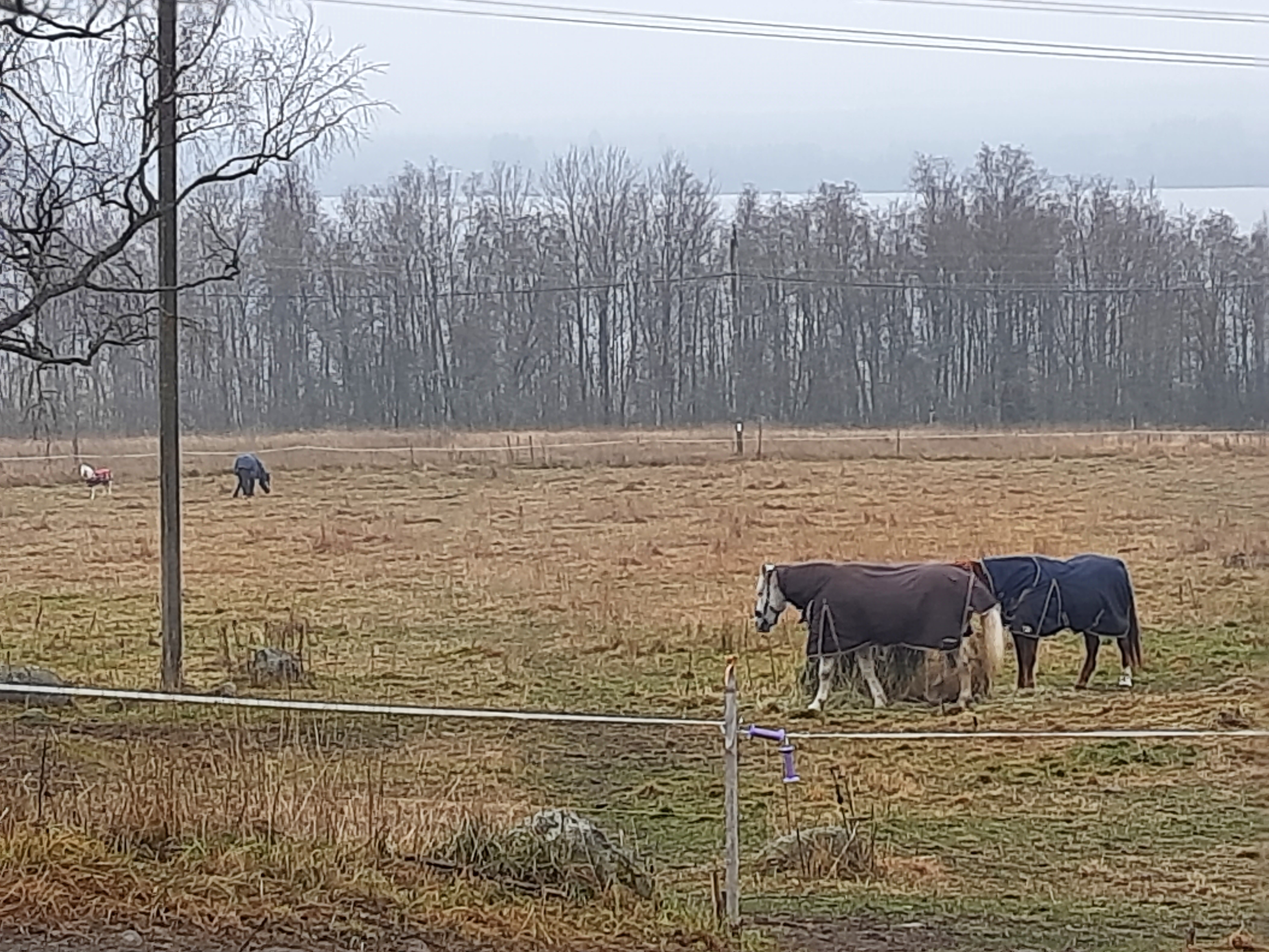 Фото Мичуринский дворик