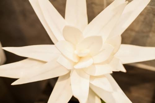 Фото Traditional Apartments Vienna Tav