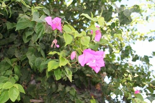 Фото Samson's Village