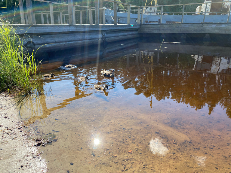 Фото Villa Vitele