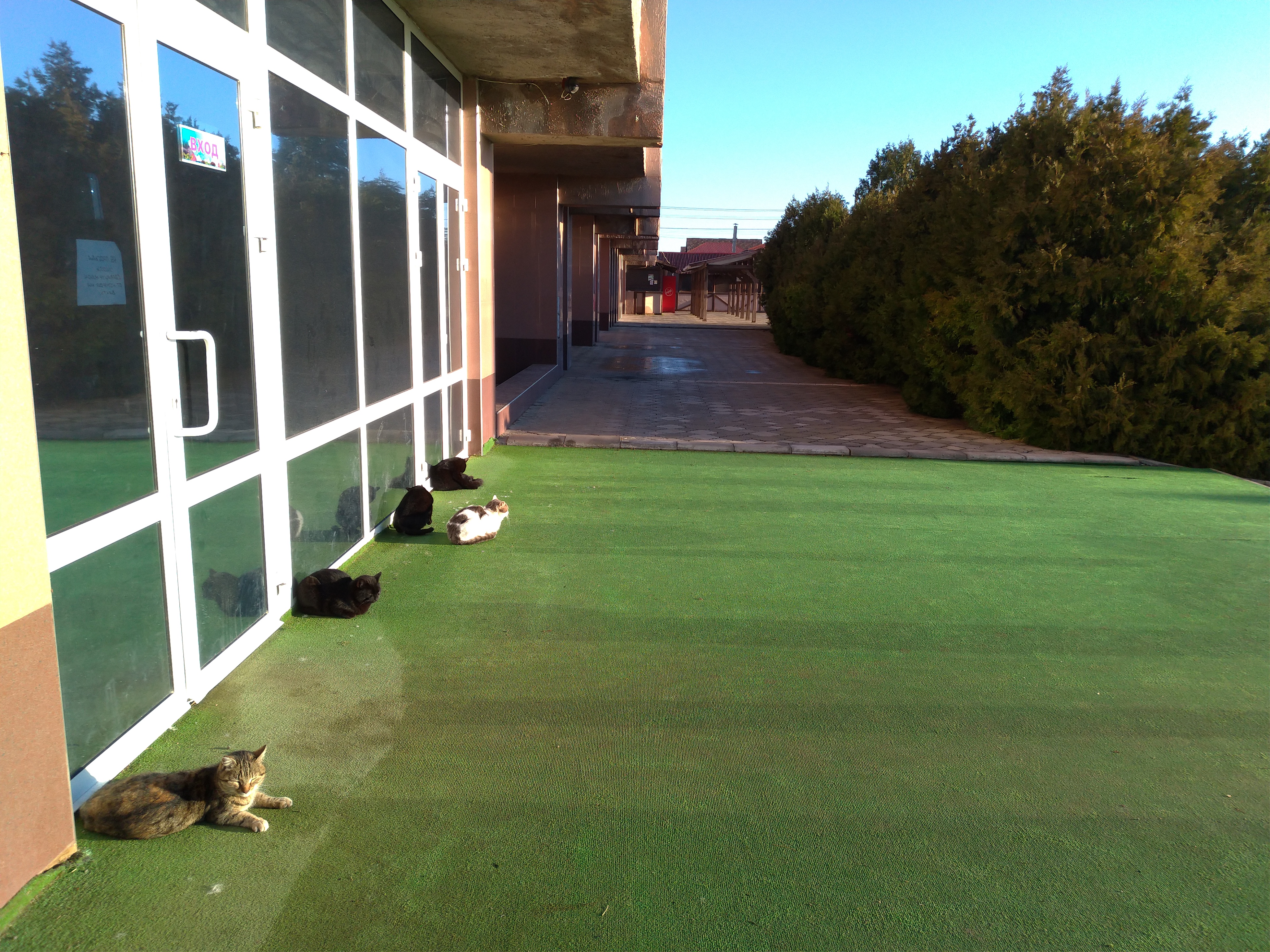 Фото Коралл