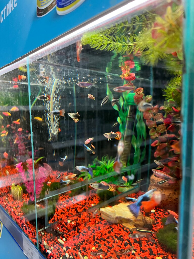 Pet shop Akvazoocentr, Novosibirsk, photo