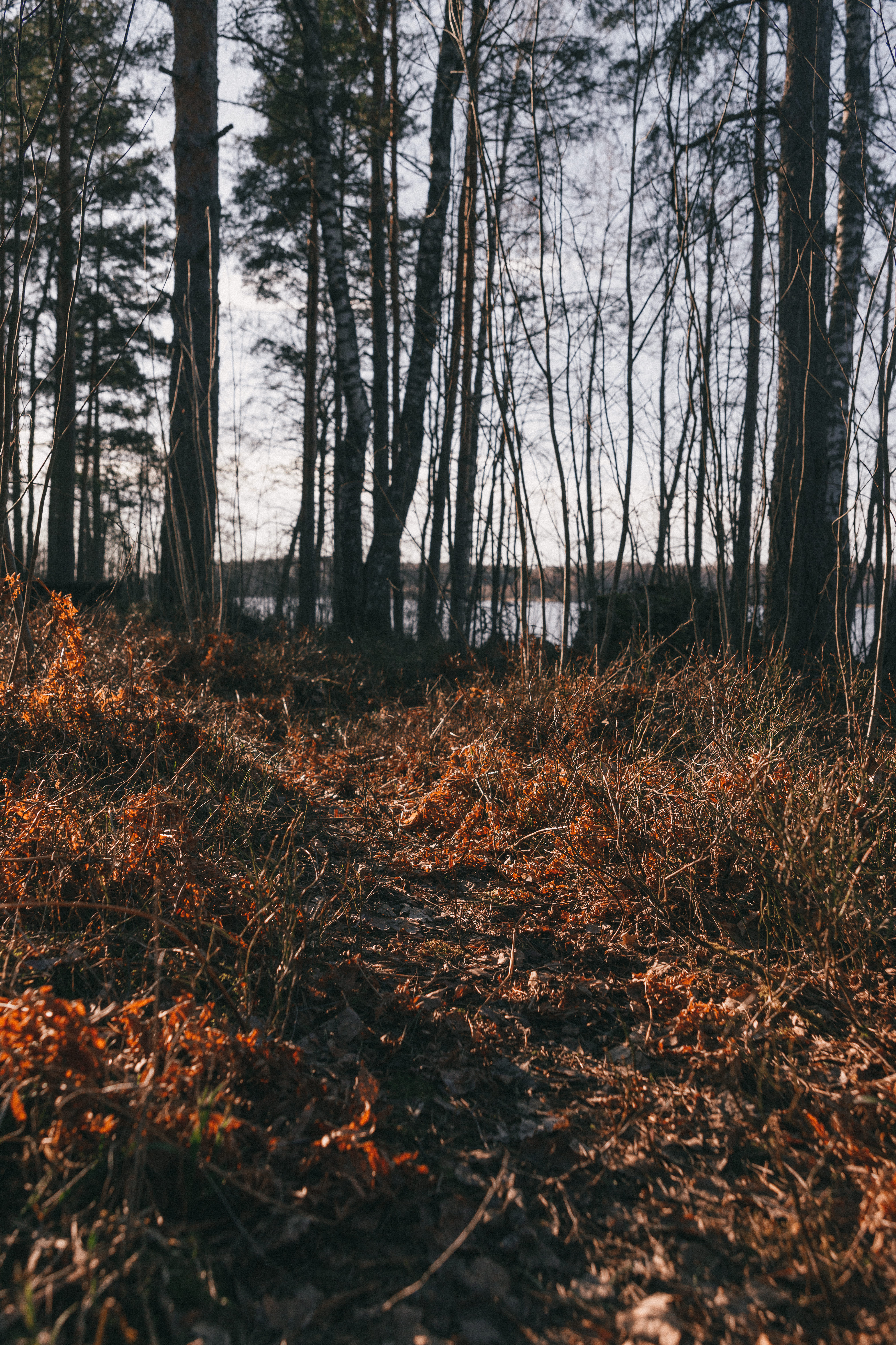 Фото Фрегат