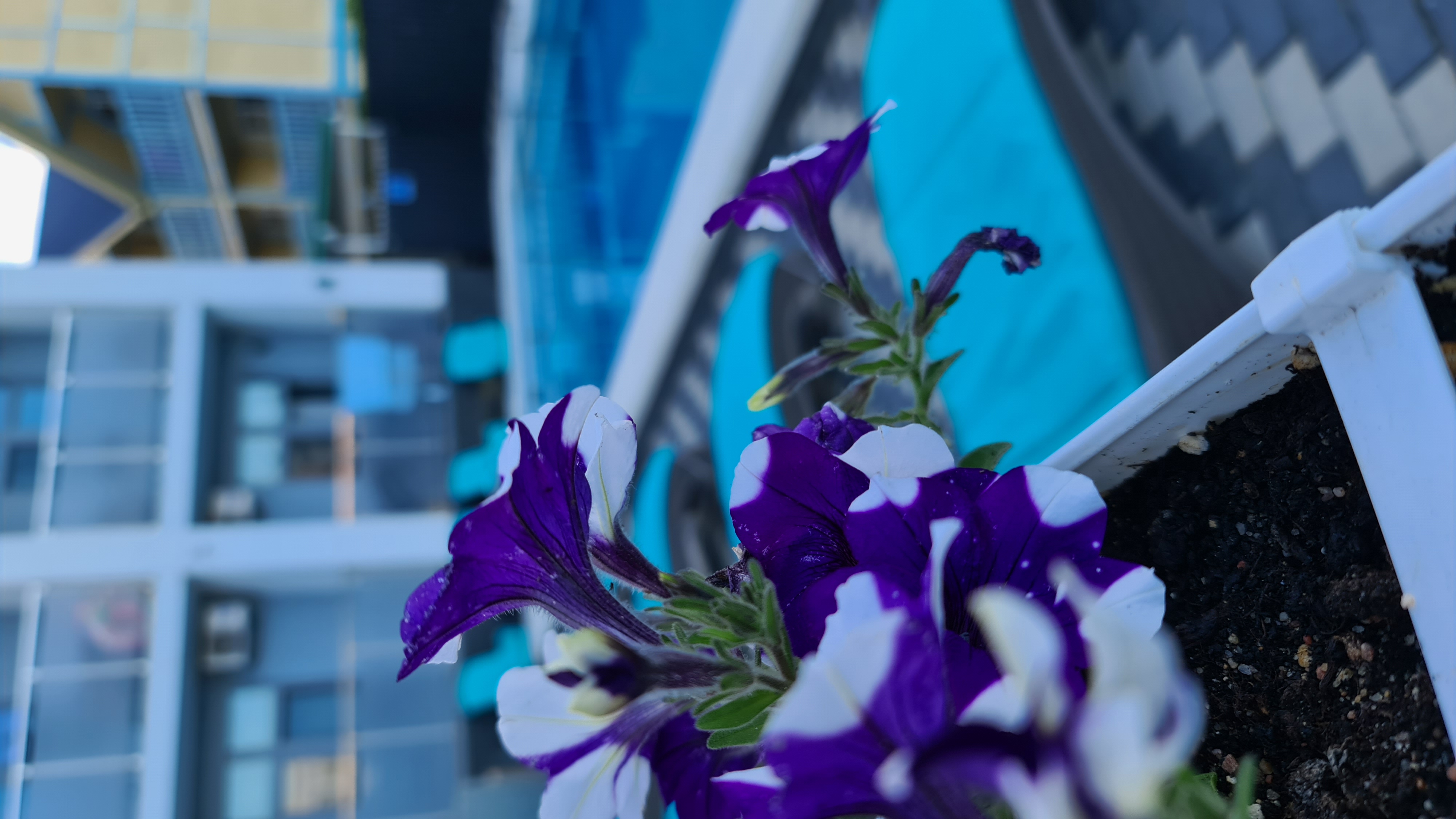 Фото Аллура