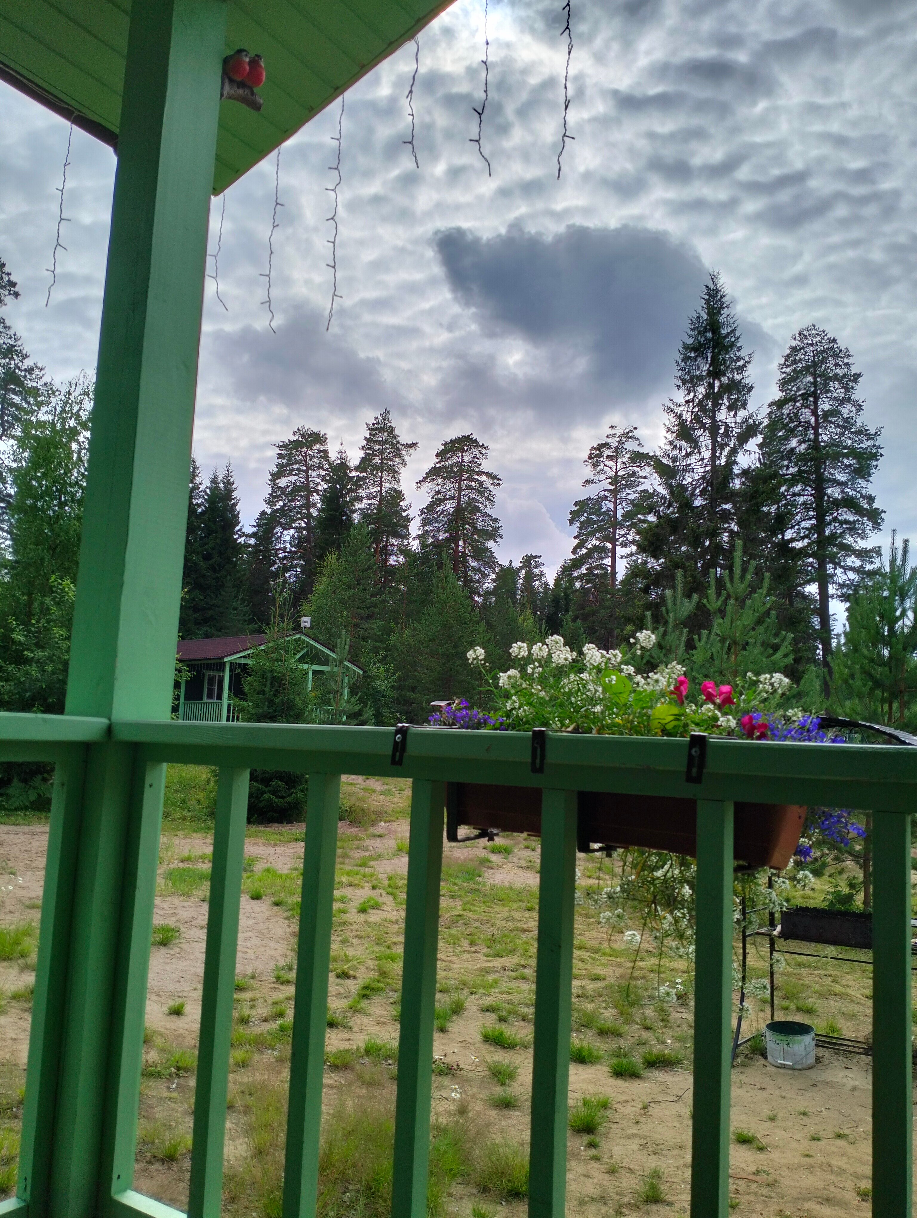 Фото Вереск