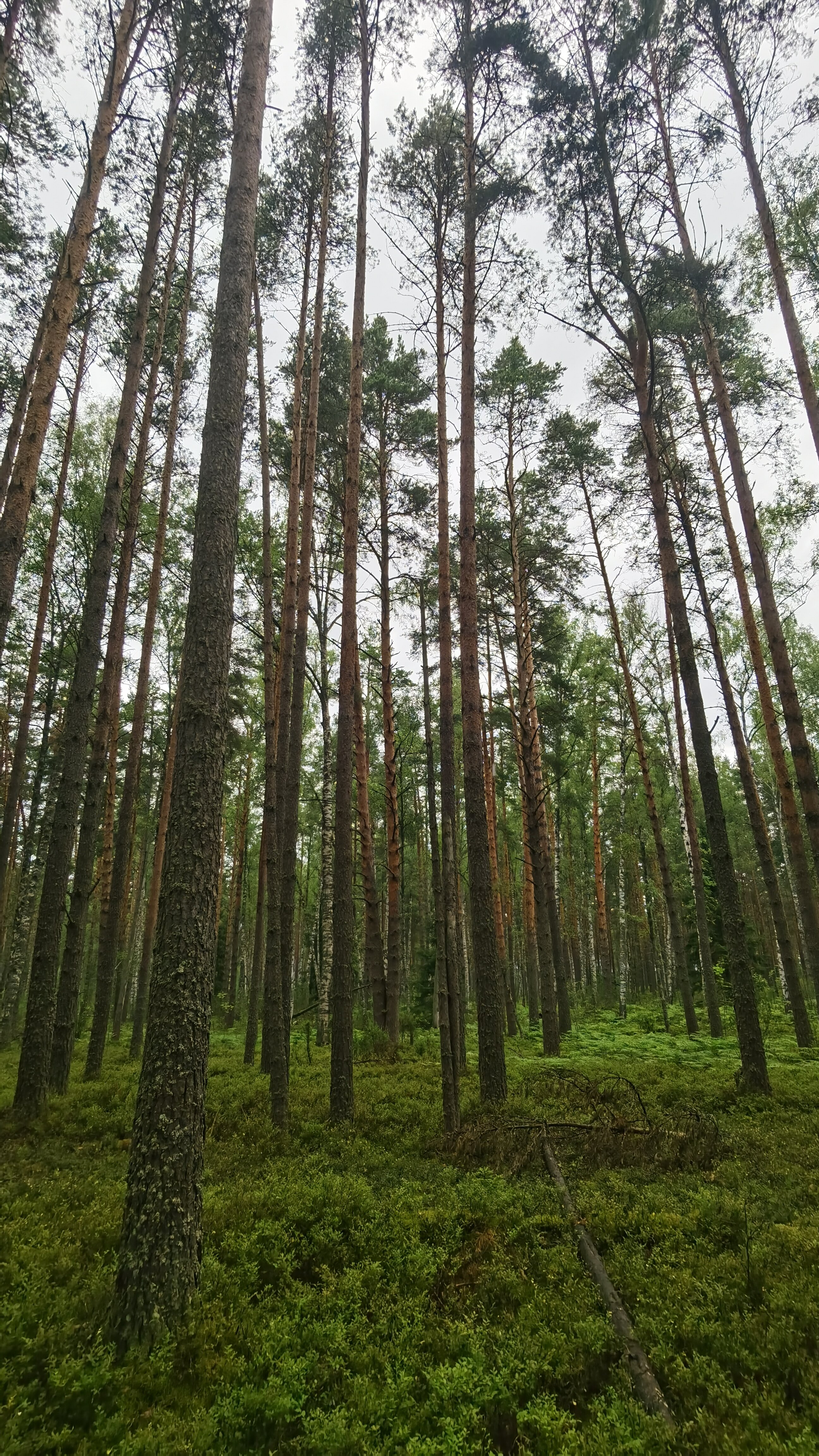 Фото Страна семи сов