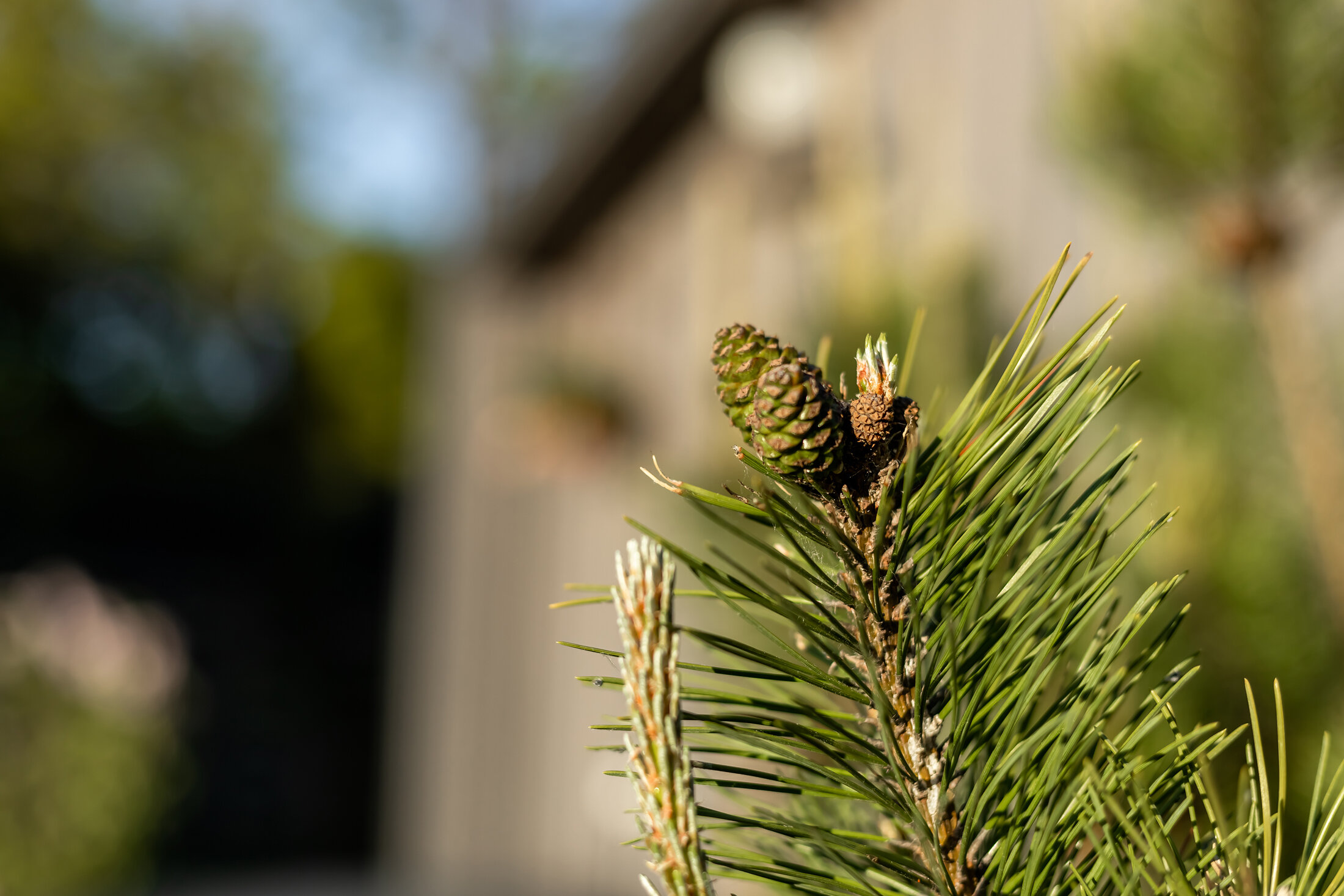 Фото Пещерки