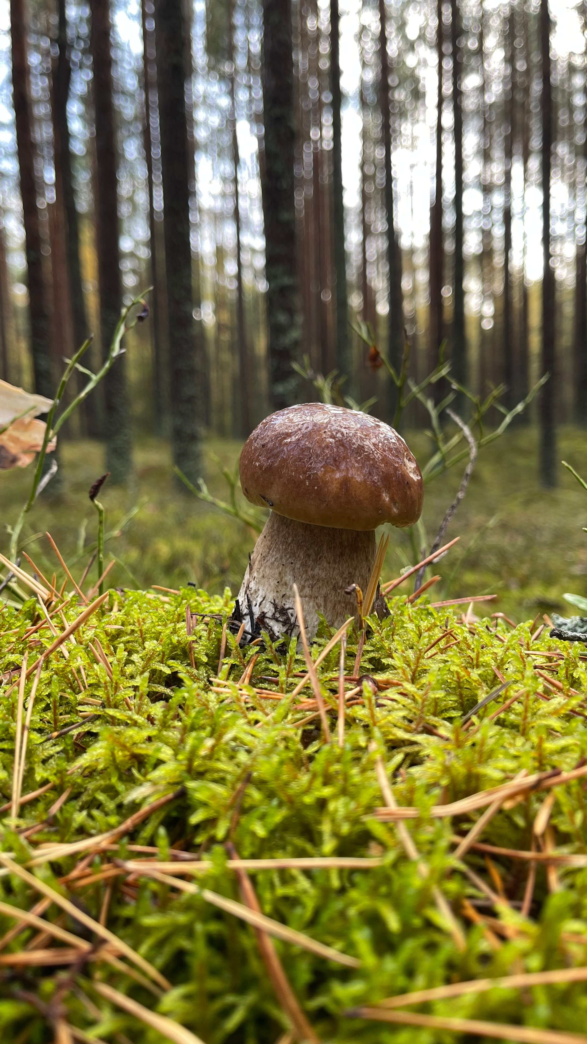 Фото Янтарный Берег